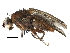  (Suillia ustulata - BIOUG16851-F05)  @15 [ ] CreativeCommons - Attribution (2015) CBG Photography Group Centre for Biodiversity Genomics
