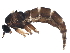  ( - BIOUG16997-D12)  @12 [ ] CreativeCommons - Attribution (2015) CBG Photography Group Centre for Biodiversity Genomics