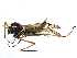  (Ctenophora flaveolata - BIOUG17000-E08)  @14 [ ] CreativeCommons - Attribution (2015) CBG Photography Group Centre for Biodiversity Genomics