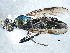  ( - BIOUG17095-F12)  @12 [ ] CreativeCommons - Attribution (2015) CBG Photography Group Centre for Biodiversity Genomics