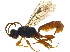  (Dicaelotus pudibundus - BIOUG17097-D08)  @14 [ ] CreativeCommons - Attribution (2015) CBG Photography Group Centre for Biodiversity Genomics