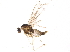  (Winnertzia solidaginis - BIOUG17224-B03)  @12 [ ] CreativeCommons - Attribution (2015) CBG Photography Group Centre for Biodiversity Genomics