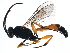  (Stenobarichneumon - BIOUG17271-E08)  @15 [ ] CreativeCommons - Attribution (2015) CBG Photography Group Centre for Biodiversity Genomics
