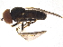  (Verrallia beatricis - BIOUG17376-B03)  @14 [ ] CreativeCommons - Attribution (2015) CBG Photography Group Centre for Biodiversity Genomics