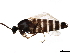  ( - BIOUG43078-B11)  @11 [ ] CreativeCommons - Attribution (2019) CBG Photography Group Centre for Biodiversity Genomics