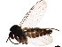  ( - BIOUG43081-B11)  @11 [ ] CreativeCommons - Attribution (2019) CBG Photography Group Centre for Biodiversity Genomics