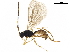  (Chorebus avesta - BIOUG42705-B06)  @14 [ ] CreativeCommons - Attribution (2019) CBG Photography Group Centre for Biodiversity Genomics