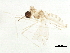  (CecidIntGen - BIOUG42748-A01)  @11 [ ] CreativeCommons - Attribution (2019) CBG Photography Group Centre for Biodiversity Genomics