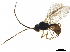  ( - BIOUG42931-A08)  @13 [ ] CreativeCommons - Attribution (2019) CBG Photography Group Centre for Biodiversity Genomics