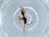  (Basalys formicarium - BIOUG55133-E09)  @11 [ ] CreativeCommons - Attribution (2020) Centre for Biodiversity Genomics Centre for Biodiversity Genomics