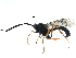  ( - BIOUG15573-D01)  @15 [ ] CreativeCommons - Attribution (2015) CBG Photography Group Centre for Biodiversity Genomics