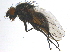  ( - BIOUG05049-G05)  @13 [ ] CreativeCommons - Attribution (2013) CBG Photography Group Centre for Biodiversity Genomics