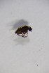  ( - BIOUG05220-E09)  @13 [ ] CreativeCommons - Attribution Non-Commercial Share-Alike (2015) Unspecified SNSB, Zoologische Staatssammlung Muenchen