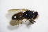 ( - BIOUG05267-A03)  @12 [ ] CreativeCommons - Attribution Non-Commercial Share-Alike (2015) Unspecified SNSB, Zoologische Staatssammlung Muenchen