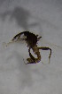  ( - BIOUG05388-D11)  @12 [ ] CreativeCommons - Attribution Non-Commercial Share-Alike (2015) Unspecified SNSB, Zoologische Staatssammlung Muenchen