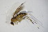  (Neurigona quadrifasciata - BIOUG05393-G02)  @13 [ ] CreativeCommons - Attribution Non-Commercial Share-Alike (2015) Unspecified SNSB, Zoologische Staatssammlung Muenchen