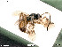  ( - BIOUG05394-C07)  @13 [ ] by-nc-sa (2020) SNSB, Staatliche Naturwissenschaftliche Sammlungen Bayerns SNSB, Zoologische Staatssammlung Muenchen