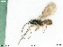  (Chorebus nr. subasper 2 - BIOUG05398-H01)  @11 [ ] by-nc-sa (2020) SNSB, Staatliche Naturwissenschaftliche Sammlungen Bayerns SNSB, Zoologische Staatssammlung Muenchen