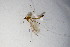  ( - BIOUG05400-B11)  @12 [ ] CreativeCommons - Attribution Non-Commercial Share-Alike (2015) Unspecified SNSB, Zoologische Staatssammlung Muenchen