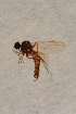 (Leptopeza nr. borealis - BIOUG05458-E09)  @13 [ ] CreativeCommons - Attribution Non-Commercial Share-Alike (2015) Unspecified SNSB, Zoologische Staatssammlung Muenchen