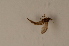  ( - BIOUG05458-G12)  @12 [ ] CreativeCommons - Attribution Non-Commercial Share-Alike (2015) Unspecified SNSB, Zoologische Staatssammlung Muenchen