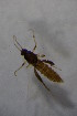  ( - BIOUG05486-C12)  @12 [ ] CreativeCommons - Attribution Non-Commercial Share-Alike (2015) Unspecified SNSB, Zoologische Staatssammlung Muenchen