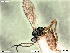  (Eusterinx subdola - BIOUG05487-C04)  @14 [ ] by-nc-sa (2020) SNSB, Staatliche Naturwissenschaftliche Sammlungen Bayerns SNSB, Zoologische Staatssammlung Muenchen