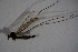  ( - BIOUG05775-B08)  @12 [ ] CreativeCommons - Attribution Non-Commercial Share-Alike (2015) Unspecified SNSB, Zoologische Staatssammlung Muenchen