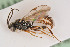  (Gnotus rugosus - BIOUG05779-E01)  @14 [ ] by-nc-sa (2020) SNSB, Staatliche Naturwissenschaftliche Sammlungen Bayerns SNSB, Zoologische Staatssammlung Muenchen