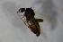  ( - BIOUG05897-A04)  @12 [ ] CreativeCommons - Attribution Non-Commercial Share-Alike (2015) Unspecified SNSB, Zoologische Staatssammlung Muenchen