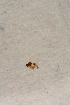  ( - BIOUG05899-H11)  @11 [ ] CreativeCommons - Attribution Non-Commercial Share-Alike (2015) Unspecified SNSB, Zoologische Staatssammlung Muenchen