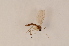  (Prosciara mima - BIOUG06049-D11)  @13 [ ] CreativeCommons - Attribution Non-Commercial Share-Alike (2015) Unspecified SNSB, Zoologische Staatssammlung Muenchen