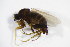  ( - BIOUG06050-F04)  @12 [ ] CreativeCommons - Attribution Non-Commercial Share-Alike (2015) Unspecified SNSB, Zoologische Staatssammlung Muenchen