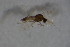  ( - BIOUG06053-H06)  @12 [ ] CreativeCommons - Attribution Non-Commercial Share-Alike (2015) Unspecified SNSB, Zoologische Staatssammlung Muenchen