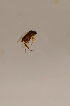  ( - BIOUG06056-C11)  @12 [ ] CreativeCommons - Attribution Non-Commercial Share-Alike (2015) Unspecified SNSB, Zoologische Staatssammlung Muenchen