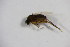  ( - BIOUG06056-H02)  @12 [ ] CreativeCommons - Attribution Non-Commercial Share-Alike (2015) Unspecified SNSB, Zoologische Staatssammlung Muenchen