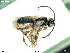  ( - BIOUG06064-F10)  @11 [ ] by-nc-sa (2020) SNSB, Staatliche Naturwissenschaftliche Sammlungen Bayerns SNSB, Zoologische Staatssammlung Muenchen