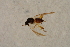  ( - BIOUG06087-A03)  @12 [ ] CreativeCommons - Attribution Non-Commercial Share-Alike (2015) Unspecified SNSB, Zoologische Staatssammlung Muenchen