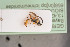  ( - BIOUG06099-B03)  @13 [ ] by-nc-sa (2020) SNSB, Staatliche Naturwissenschaftliche Sammlungen Bayerns SNSB, Zoologische Staatssammlung Muenchen
