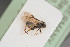  ( - BIOUG06099-D03)  @12 [ ] by-nc-sa (2020) SNSB, Staatliche Naturwissenschaftliche Sammlungen Bayerns SNSB, Zoologische Staatssammlung Muenchen