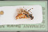  (Ctenochira magnusi - BIOUG06448-B06)  @13 [ ] by-nc-sa (2020) SNSB, Staatliche Naturwissenschaftliche Sammlungen Bayerns SNSB, Zoologische Staatssammlung Muenchen