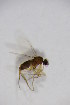  ( - BIOUG06518-C03)  @12 [ ] CreativeCommons - Attribution Non-Commercial Share-Alike (2015) Unspecified SNSB, Zoologische Staatssammlung Muenchen