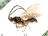  (Belyta sanguinolenta - BIOUG06777-F01)  @14 [ ] by-nc-sa (2020) SNSB, Staatliche Naturwissenschaftliche Sammlungen Bayerns SNSB, Zoologische Staatssammlung Muenchen