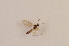  ( - BIOUG07406-D11)  @12 [ ] CreativeCommons - Attribution Non-Commercial Share-Alike (2015) Unspecified SNSB, Zoologische Staatssammlung Muenchen
