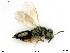  ( - BIOUG07411-C02)  @11 [ ] by-nc-sa (2020) SNSB, Staatliche Naturwissenschaftliche Sammlungen Bayerns SNSB, Zoologische Staatssammlung Muenchen