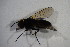  ( - BIOUG07473-H07)  @12 [ ] CreativeCommons - Attribution Non-Commercial Share-Alike (2015) Unspecified SNSB, Zoologische Staatssammlung Muenchen