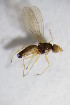  ( - BIOUG07510-E05)  @13 [ ] CreativeCommons - Attribution Non-Commercial Share-Alike (2015) Unspecified SNSB, Zoologische Staatssammlung Muenchen