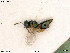  ( - BIOUG07562-B03)  @11 [ ] by-nc-sa (2020) SNSB, Staatliche Naturwissenschaftliche Sammlungen Bayerns SNSB, Zoologische Staatssammlung Muenchen