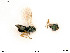  ( - BIOUG07562-B06)  @11 [ ] by-nc-sa (2020) SNSB, Staatliche Naturwissenschaftliche Sammlungen Bayerns SNSB, Zoologische Staatssammlung Muenchen