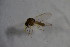  ( - BIOUG07567-C11)  @12 [ ] CreativeCommons - Attribution Non-Commercial Share-Alike (2015) Unspecified SNSB, Zoologische Staatssammlung Muenchen
